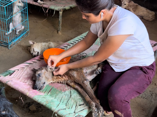 Help us to save more & more injured animals