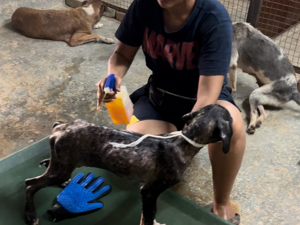 Help us to save more & more injured animals