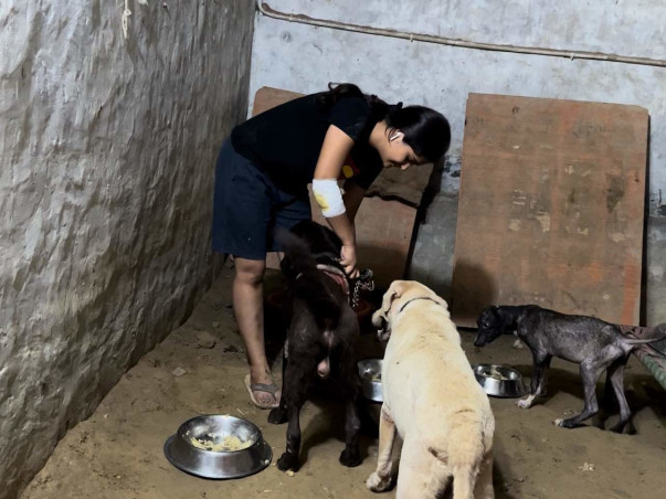 Help us to save more & more injured animals