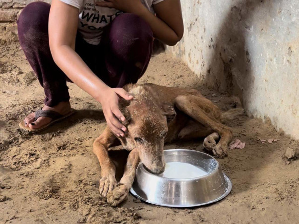 Help us to save more & more injured animals