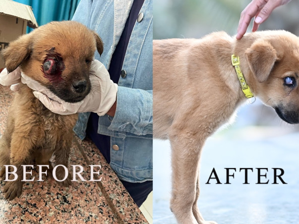 Support Us To Provide Better Facilities To Special Needs Animals