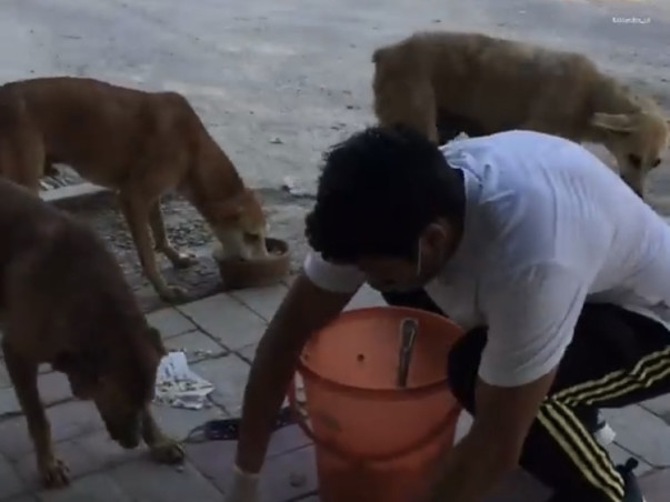 HELP FETCHING FRIENDS TO FEED & RESCUE MORE STRAYS