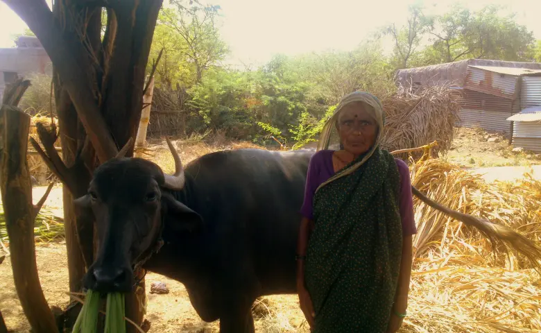Ratnavva with her buffalo