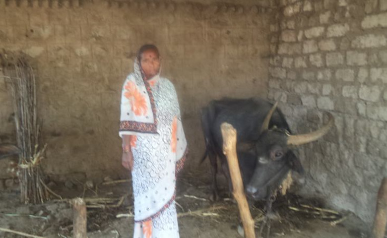 Shantavva with her buffalo