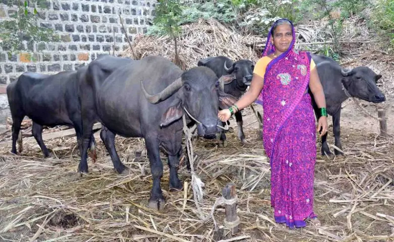Mamataj with her buffaloes