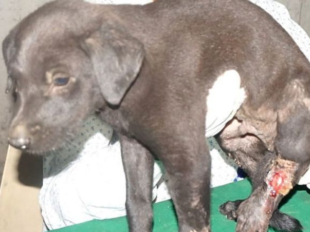 Help To Feed The Hungry 400 Stray Dogs!