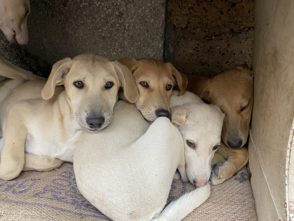 Help me FEED,RESCUE and REHABILITATE Indie Dogs