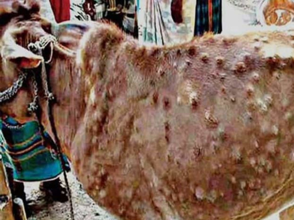 Emergency Fund Needed For Lumpy Skin Disease Treatment In cows/oxen