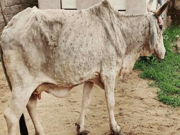 Emergency Fund Needed For Lumpy Skin Disease Treatment In cows/oxen