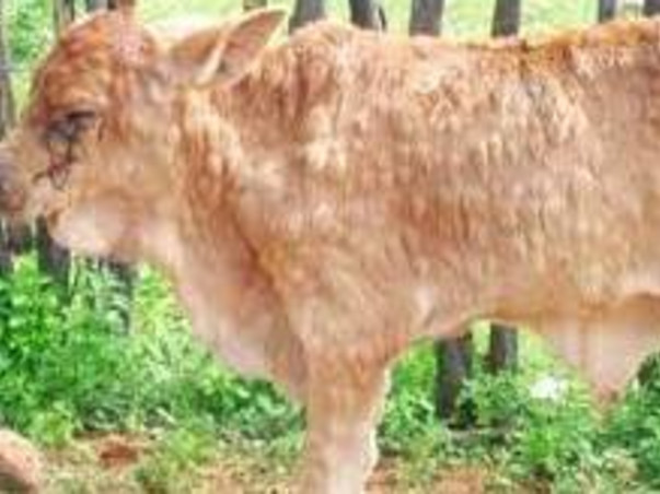 Emergency Fund Needed For Lumpy Skin Disease Treatment In cows/oxen