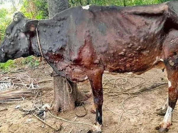 Emergency Fund Needed For Lumpy Skin Disease Treatment In cows/oxen