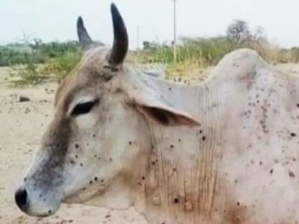 Emergency Fund Needed For Lumpy Skin Disease Treatment In cows/oxen