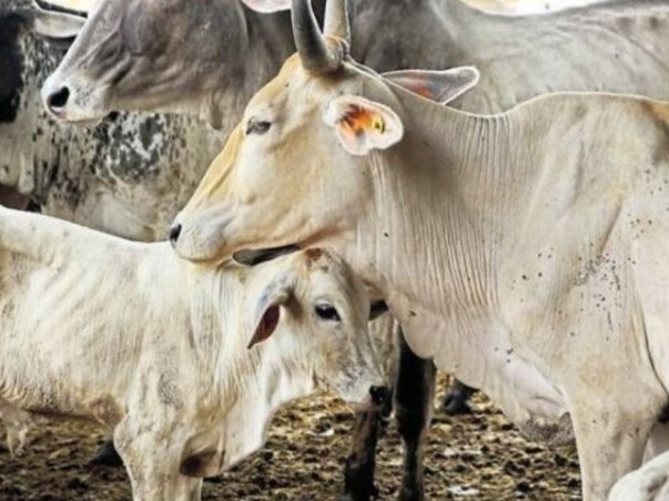 Emergency Fund Needed For Lumpy Skin Disease Treatment In cows/oxen