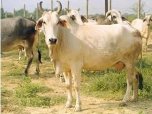 Emergency Fund Needed For Lumpy Skin Disease Treatment In cows/oxen