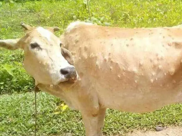 Emergency Fund Needed For Lumpy Skin Disease Treatment In cows/oxen