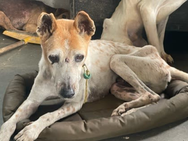 Appeal for 300 +Stray dogs at Vichumbe Panvel