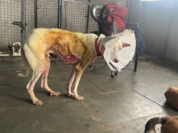 Appeal for 300 +Stray dogs at Vichumbe Panvel