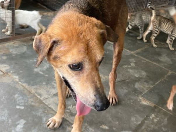 Appeal for 300 +Stray dogs at Vichumbe Panvel
