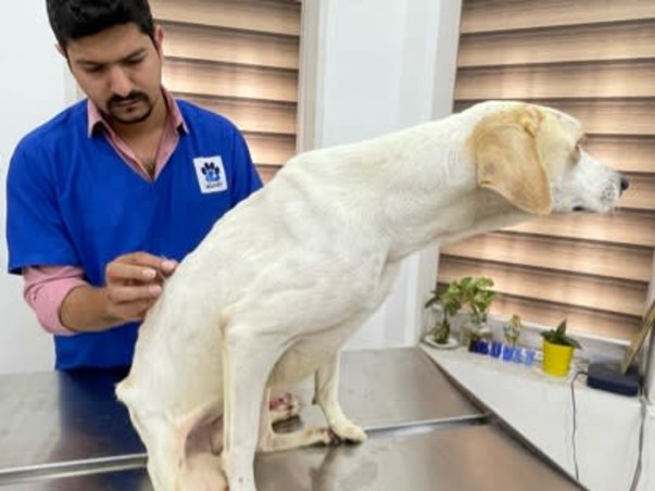 Appeal for 300 +Stray dogs at Vichumbe Panvel