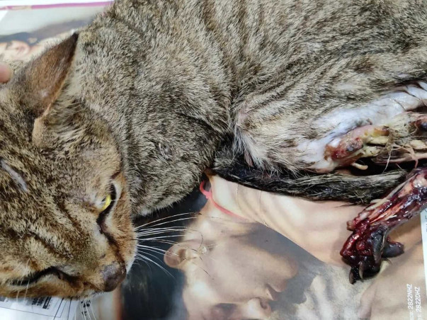 Help settle vet bill for stray cat who passed away right after surgery