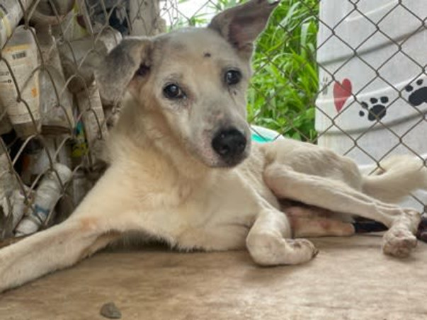 Appeal for 300 +Stray dogs at Vichumbe Panvel