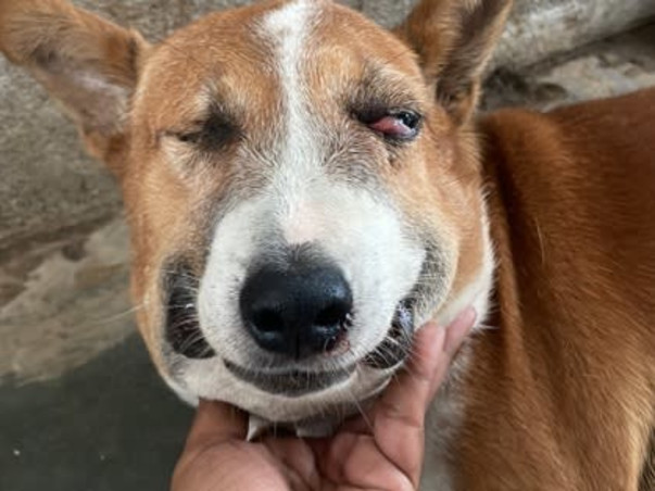 Appeal for 300 +Stray dogs at Vichumbe Panvel