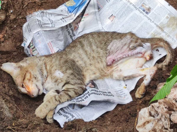 Help settle vet bill for stray cat who passed away right after surgery