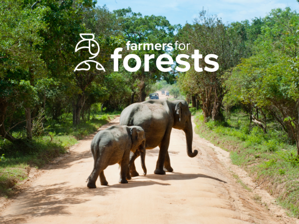 Support SAGE Foundation's & Farmers for Forests' Elephant Project