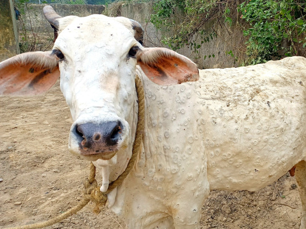 Donate To Rehome Orphaned Abandoned Calves This Diwali. Conserve Cows!