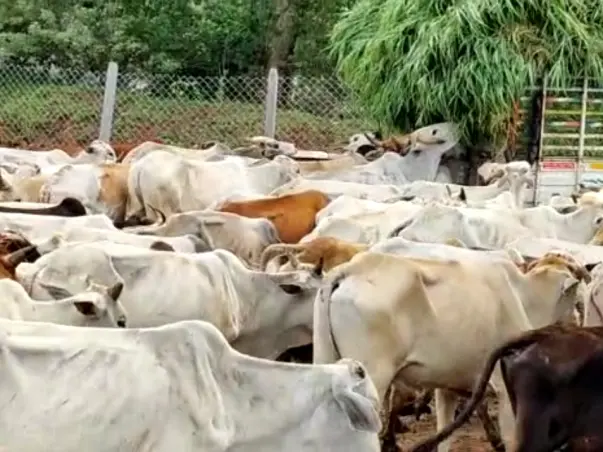 Support For Providing Food To Stray Animals