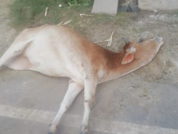 Save Stray Cows and Animals