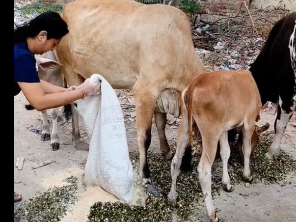 Ek Asha Choti Si - Help Orpita Continue her Animal Welfare Efforts