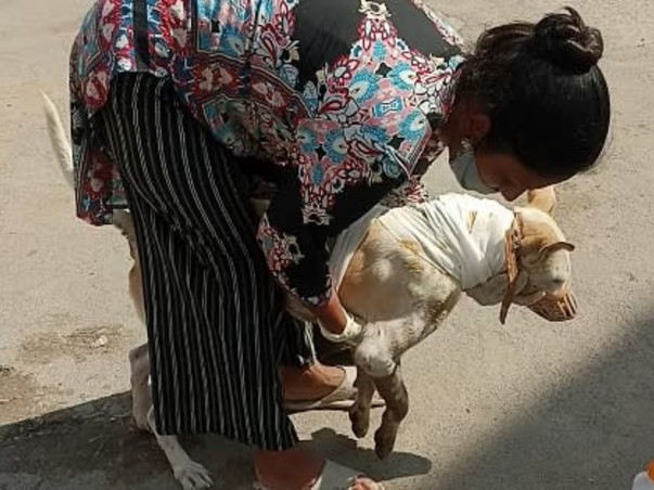 Rescue stray animals