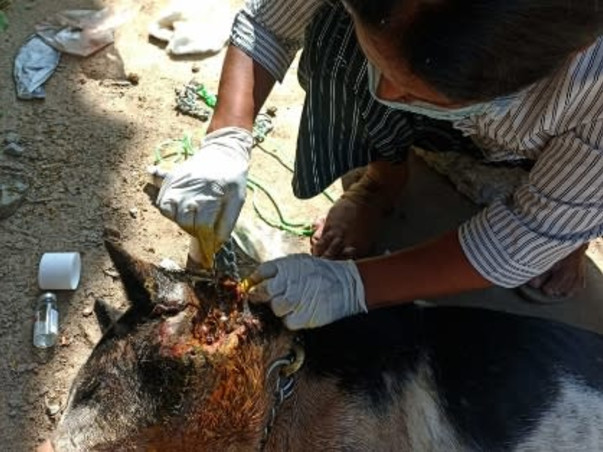 Rescue stray animals