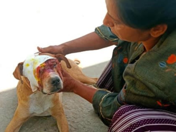 Rescue stray animals