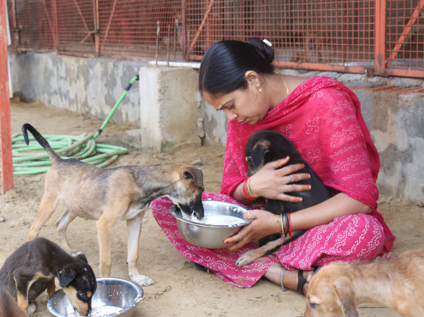 Help Barkha To Save Paralyzed. Blind , Sick, Injured Animals