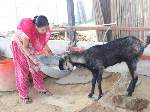 Help Barkha To Save Paralyzed. Blind , Sick, Injured Animals