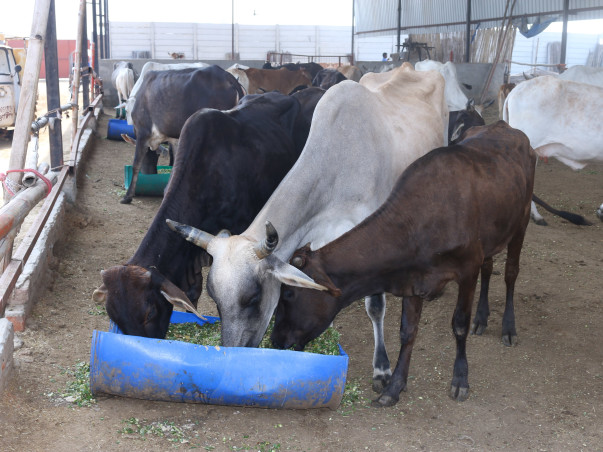 Help Barkha To Save Paralyzed. Blind , Sick, Injured Animals