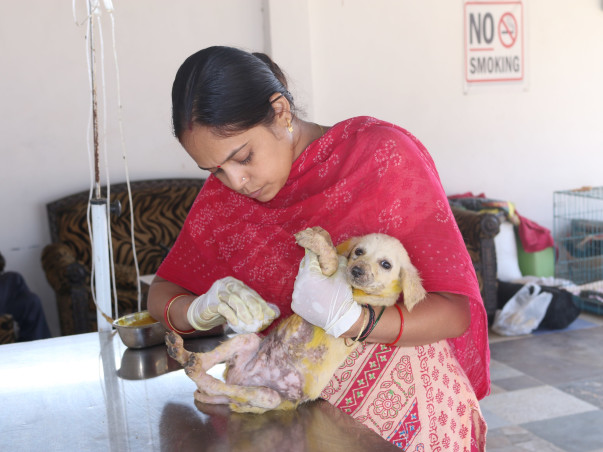 Help Barkha To Save Paralyzed. Blind , Sick, Injured Animals