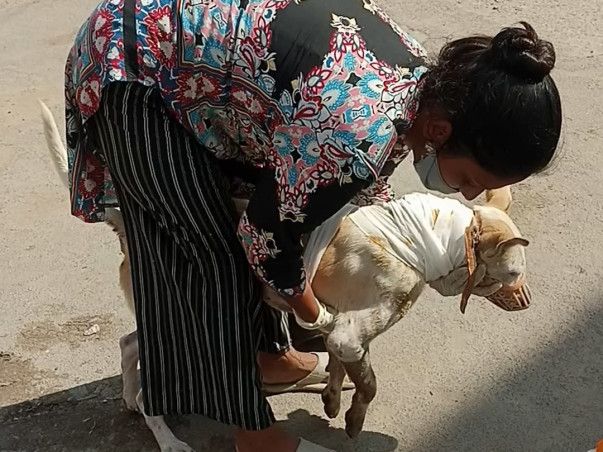 Feed/Rescue stray animals 🐾