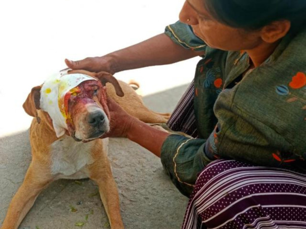 Feed/Rescue stray animals 🐾