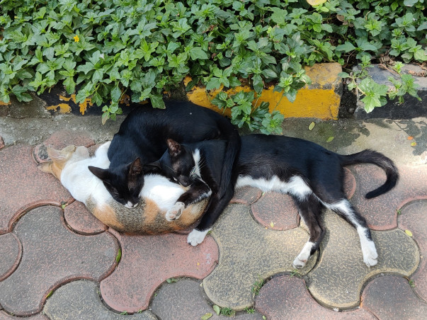 Paws of Care: Neutering Drive
