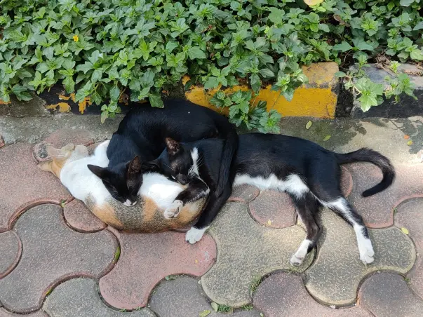 Paws of Care: Neutering Drive