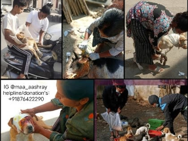 Feed/Rescue stray animals 🐾