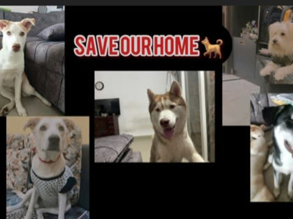 Save our dogs home