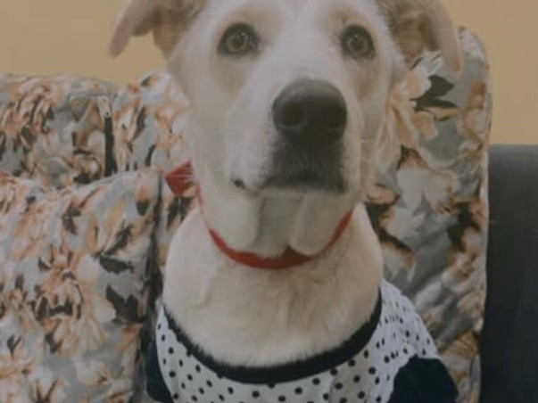 Save our dogs home