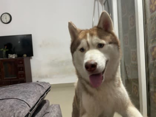 Save our dogs home
