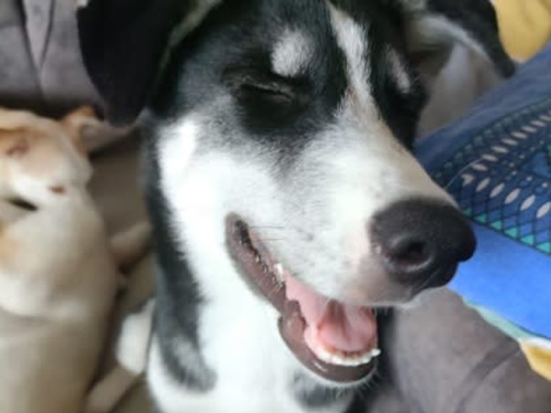 Save our dogs home