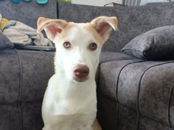Save our dogs home