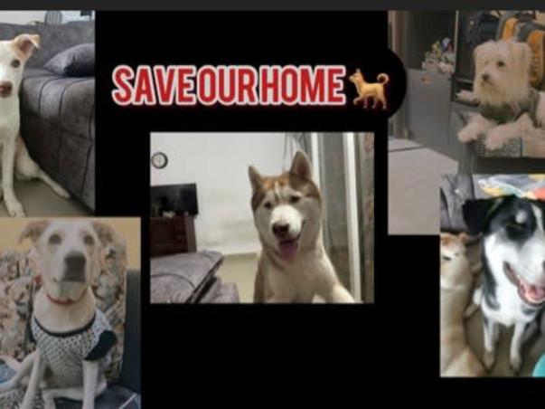 Save our dogs home